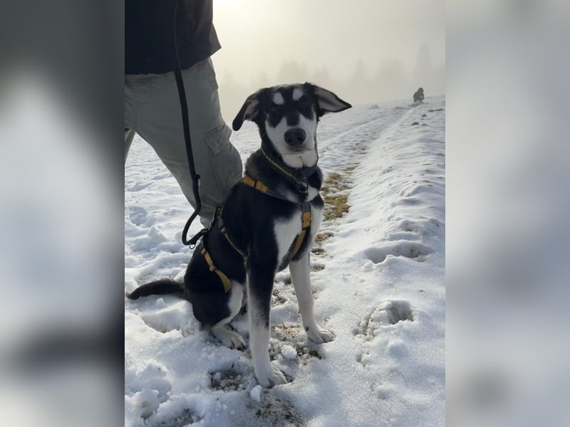 Ciriaco: Traumhund für aktive Menschen