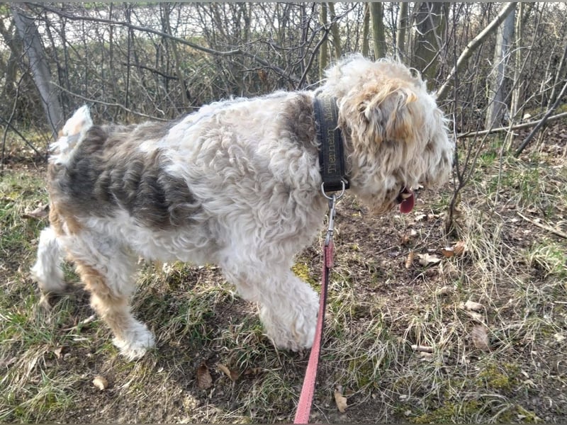 Rüde Max, ca. 7 Jahre, aktiv