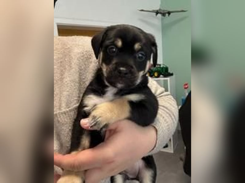 Snoopy Kleiner Mix, Rüde, * 14-03-2025