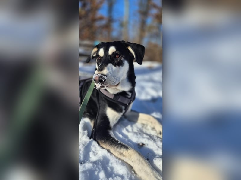 Ciriaco: Traumhund für aktive Menschen