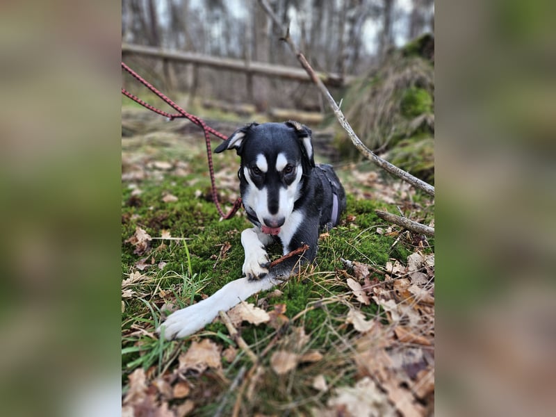 Ciriaco: Traumhund für aktive Menschen