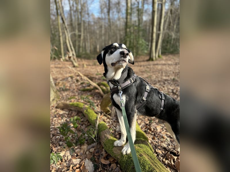 Ciriaco: Traumhund für aktive Menschen