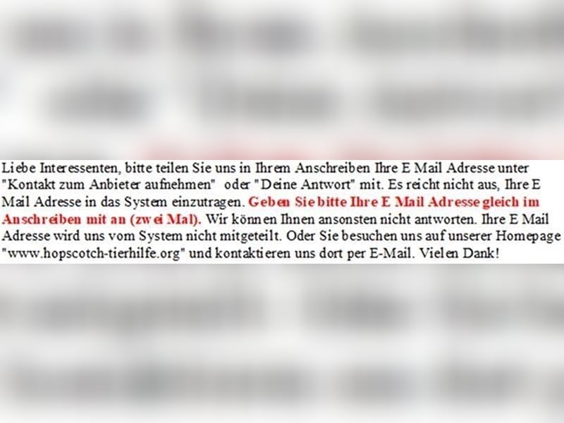 Odin - Mischlingsrüde