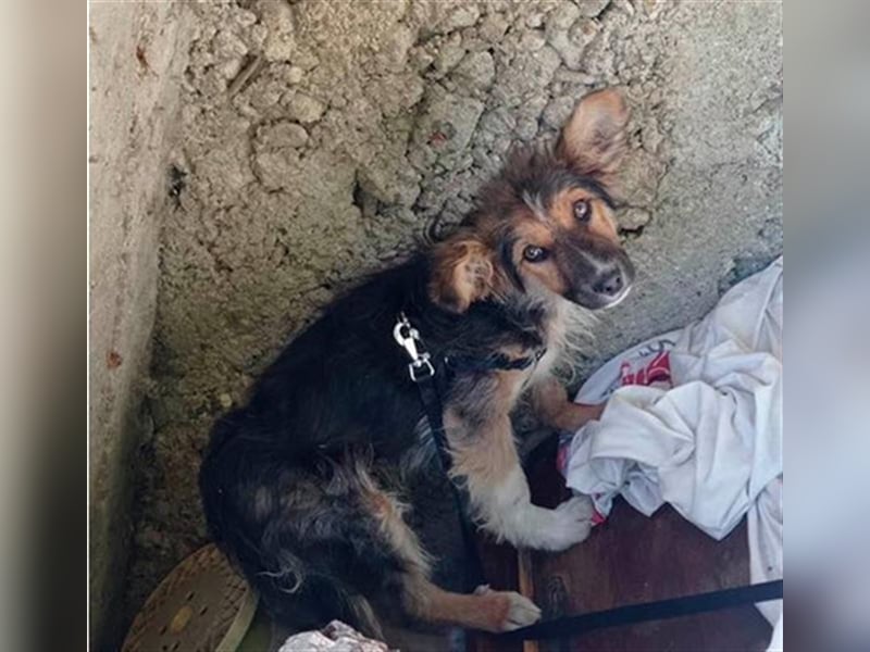 TOPO-Hundekind sucht erfahrene Menschen mit Herz