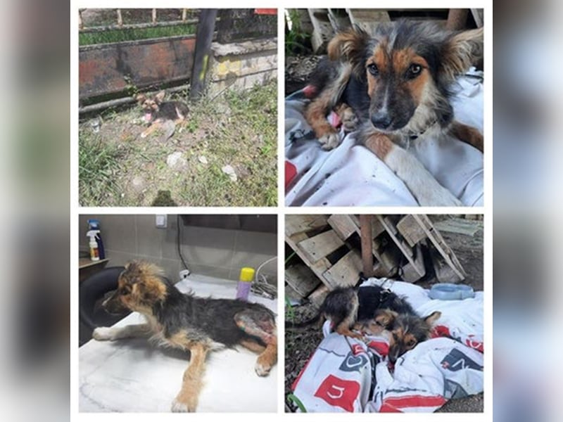 TOPO-Hundekind sucht erfahrene Menschen mit Herz