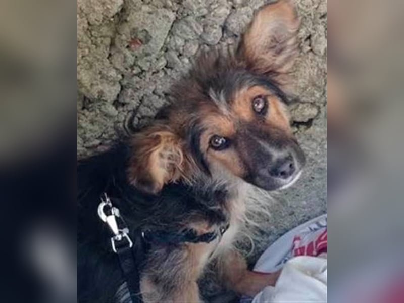 TOPO-Hundekind sucht erfahrene Menschen mit Herz