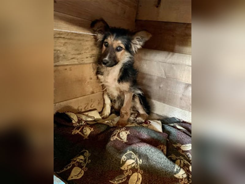 TOPO-Hundekind sucht erfahrene Menschen mit Herz