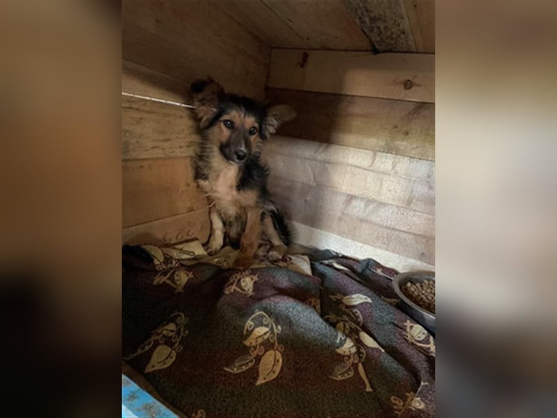 TOPO-Hundekind sucht erfahrene Menschen mit Herz