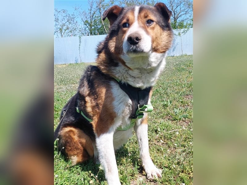 Milo, sucht einen Gnadenplatz