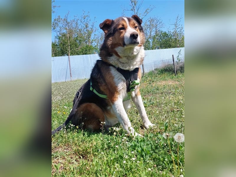 Milo, sucht einen Gnadenplatz