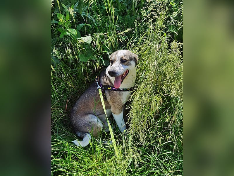 Bobby, menschenbezogen und lieb