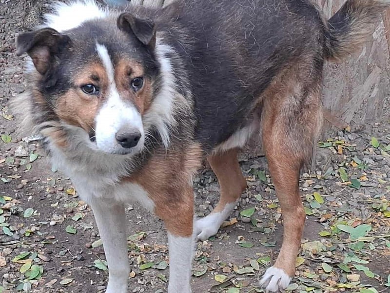 Milo, sucht einen Gnadenplatz