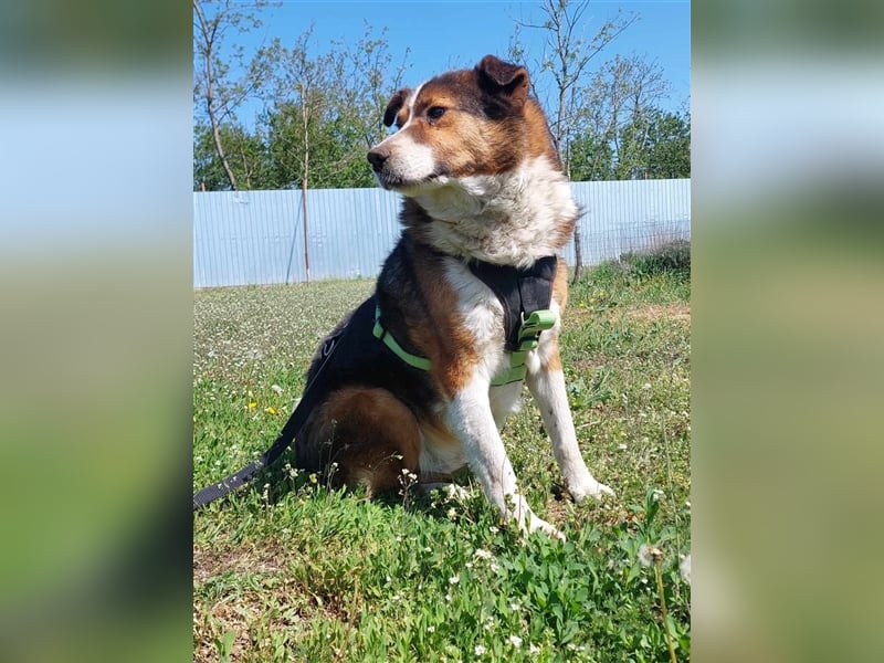 Milo, sucht einen Gnadenplatz