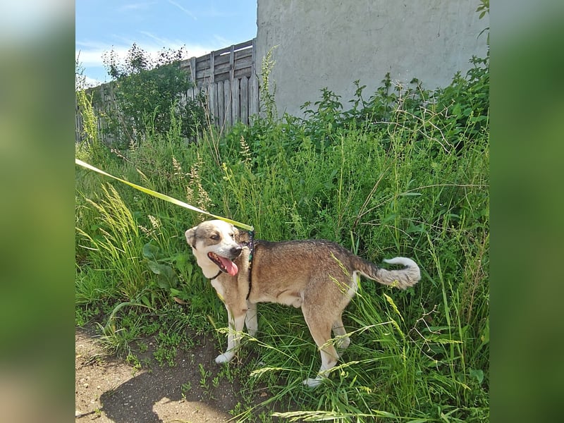 Bobby, menschenbezogen und lieb