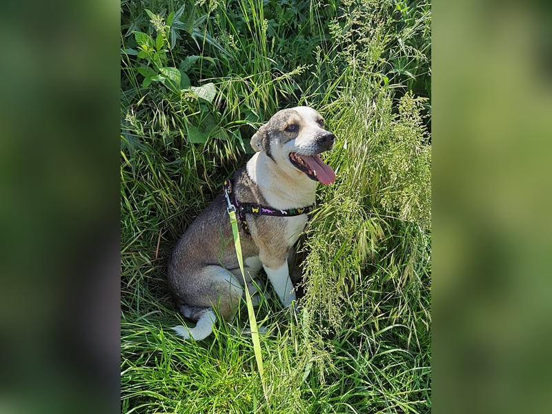 Bobby, menschenbezogen und lieb