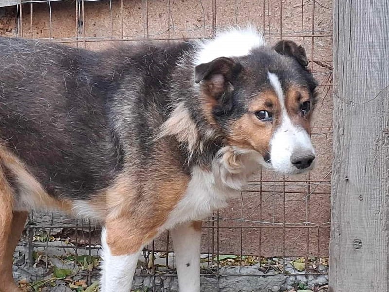 Milo, sucht einen Gnadenplatz