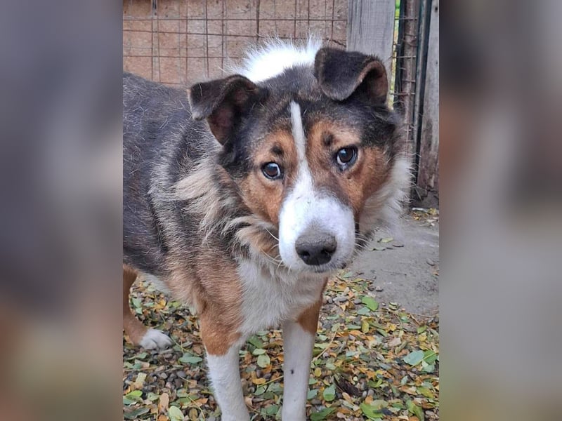 Milo, sucht einen Gnadenplatz