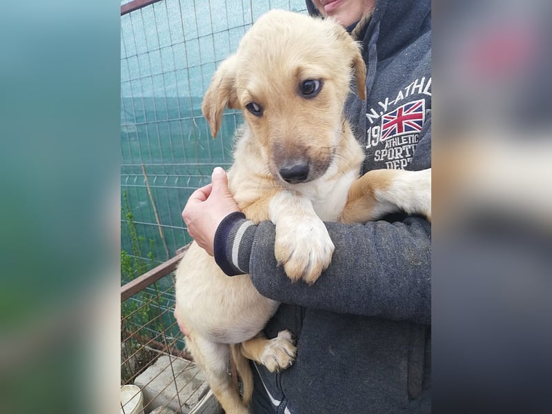 Aron, Welpenjunge sucht Dich