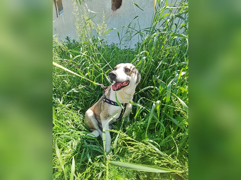 Bobby, menschenbezogen und lieb