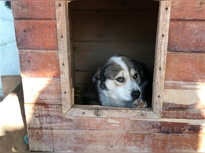 Yuki, Gnadenplatz gesucht