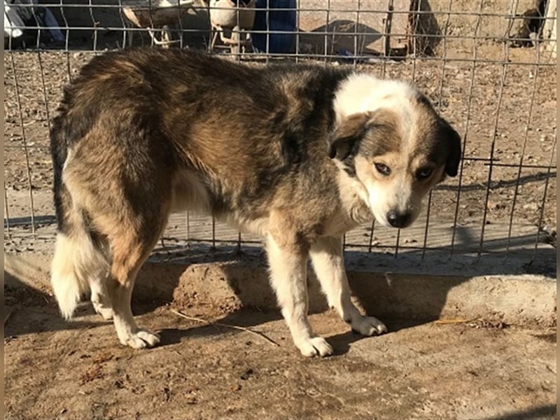 Yuki, Gnadenplatz gesucht