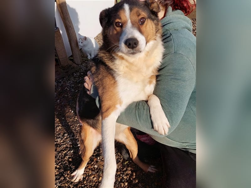 Milo, sucht einen Gnadenplatz