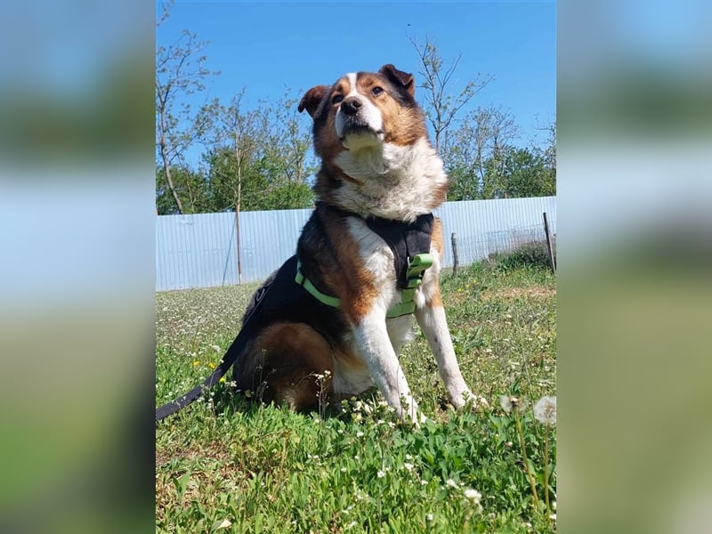 Milo, sucht einen Gnadenplatz