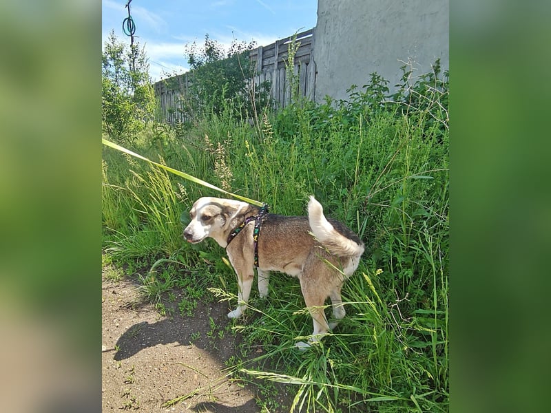 Bobby, menschenbezogen und lieb