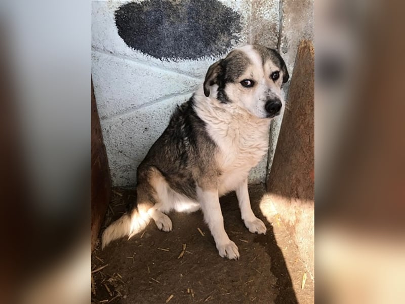 Yuki, Gnadenplatz gesucht
