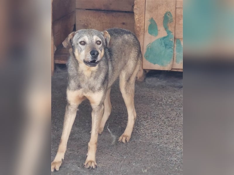 Mato, Handicap Hund