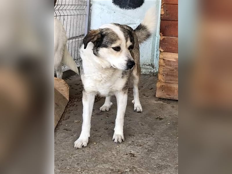 Yuki, Gnadenplatz gesucht