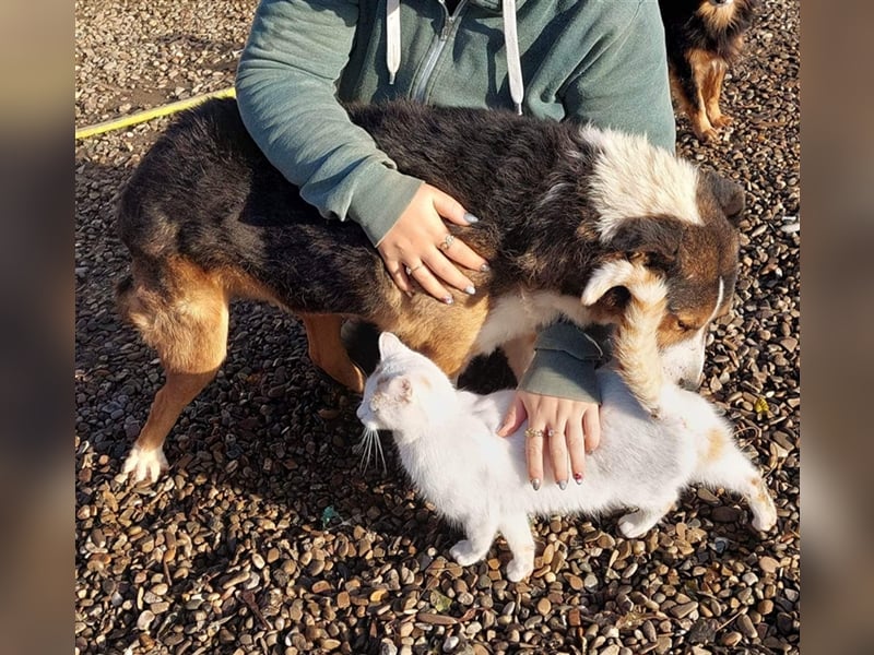 Milo, sucht einen Gnadenplatz
