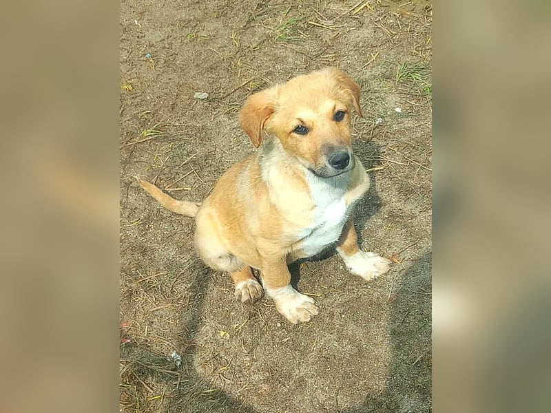 Aron, Welpenjunge sucht Dich