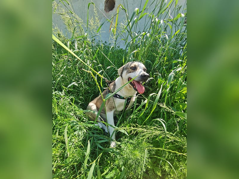 Bobby, menschenbezogen und lieb