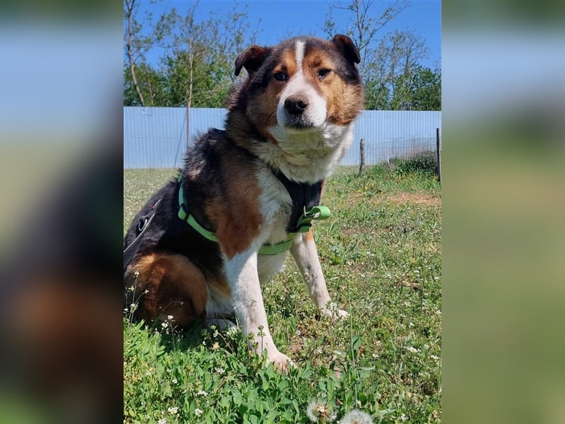 Milo, sucht einen Gnadenplatz