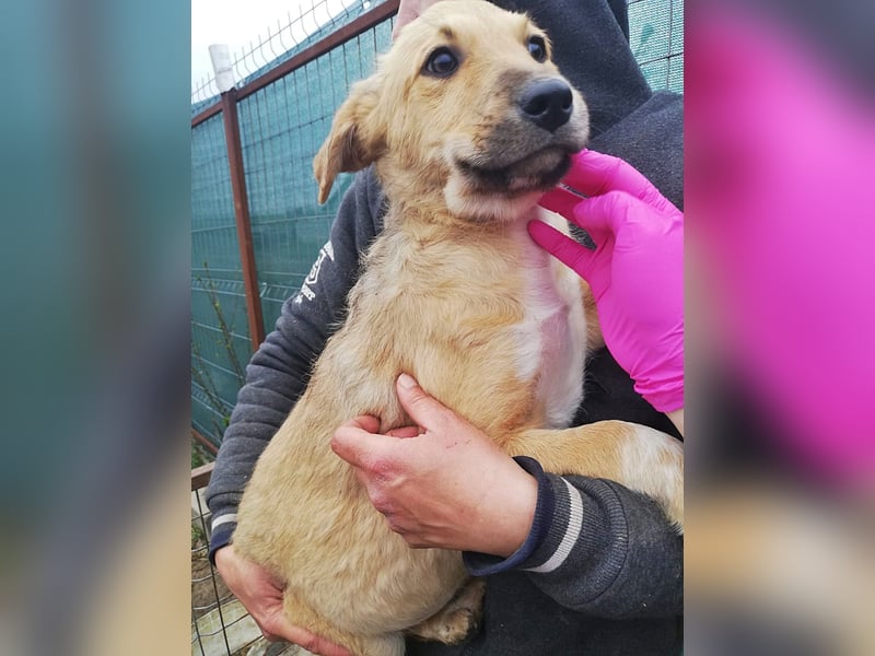 Aron, Welpenjunge sucht Dich