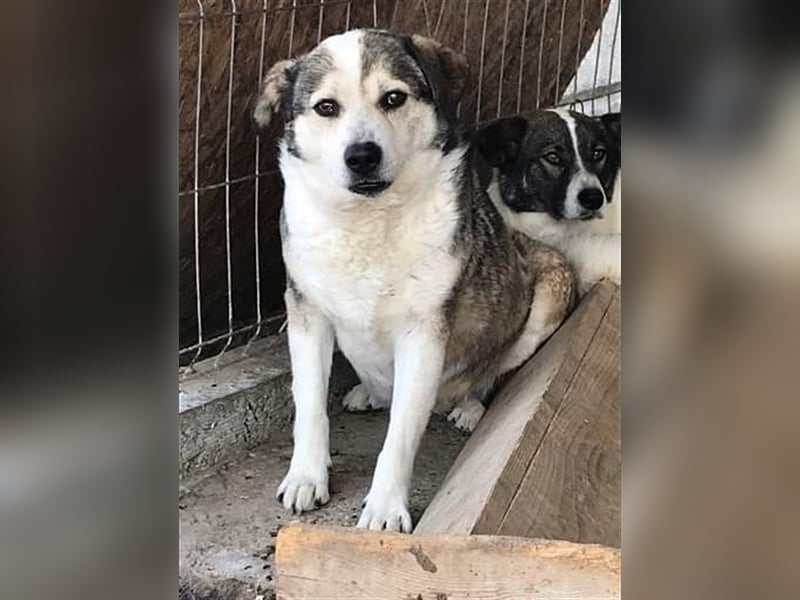 Yuki, Gnadenplatz gesucht
