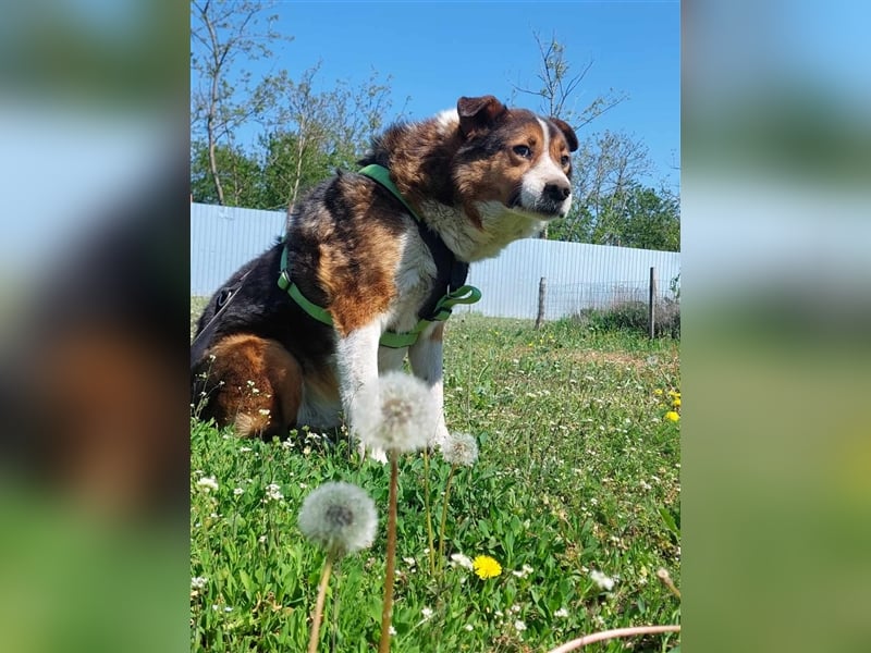 Milo, sucht einen Gnadenplatz