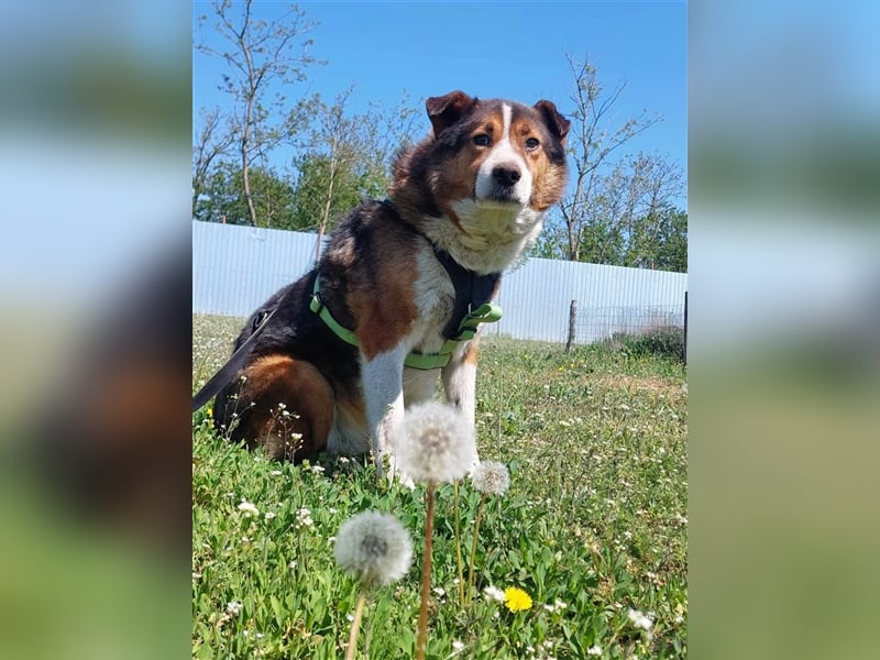 Milo, sucht einen Gnadenplatz