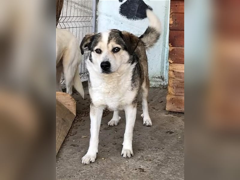 Yuki, Gnadenplatz gesucht