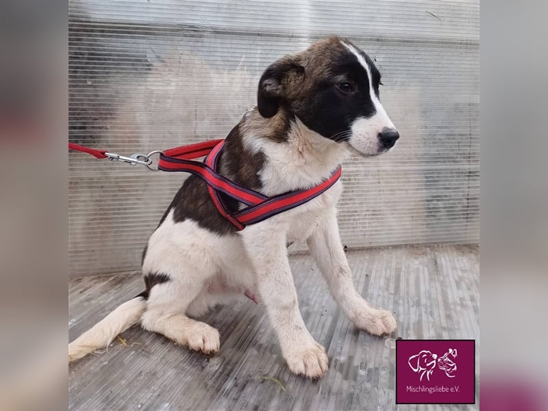 Fynn  – Ein hübscher kleiner Wirbelwind