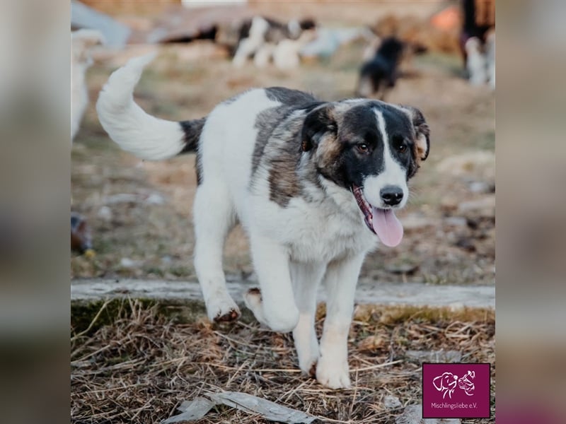 Fynn  – Ein hübscher kleiner Wirbelwind