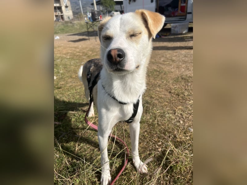 Anfängerhund Monty sucht seine Familie!