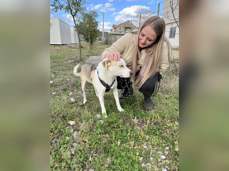 Anfängerhund Monty sucht seine Familie!