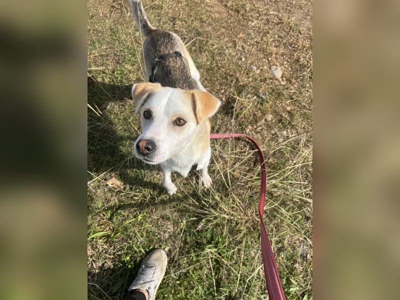 Anfängerhund Monty sucht seine Familie!