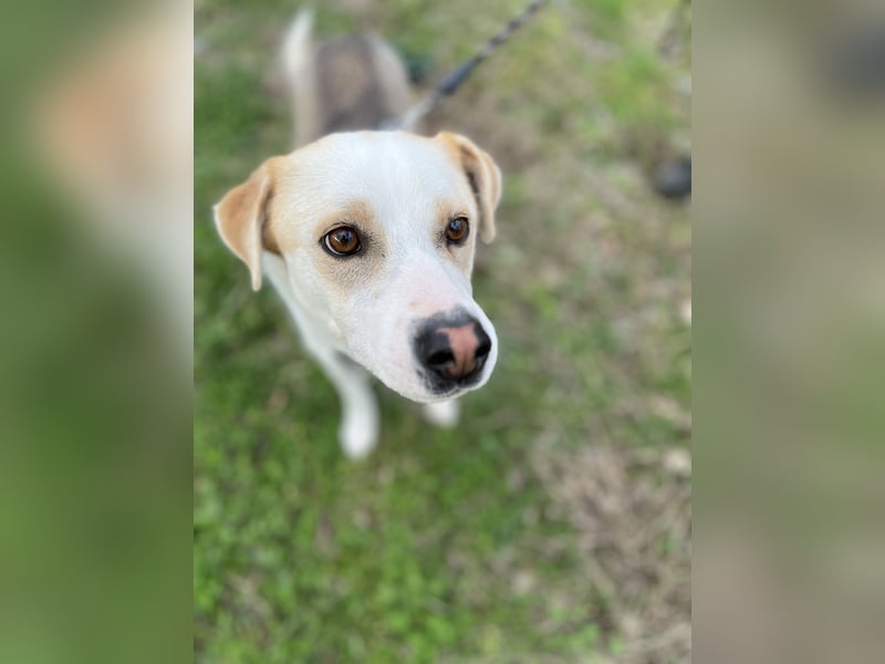 Anfängerhund Monty sucht seine Familie!