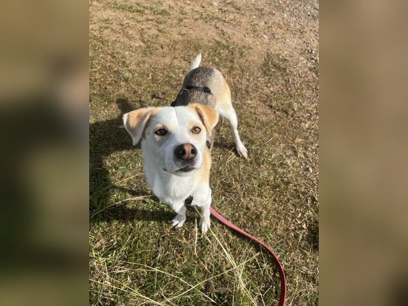 Anfängerhund Monty sucht seine Familie!