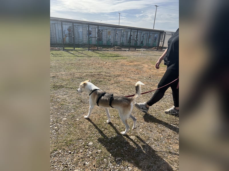 Anfängerhund Monty sucht seine Familie!