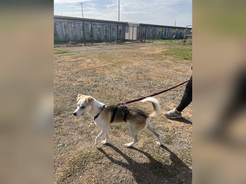 Anfängerhund Monty sucht seine Familie!