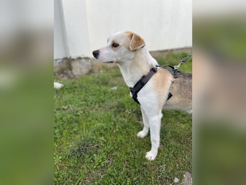 Anfängerhund Monty sucht seine Familie!